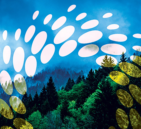 يساعد طالب في غونزاغا في دورة دراسية عن الدراسات البيئية على بناء مسار جديد مع جمعية مسارات واشنطن على أرض حماية ميكا بيك التي تم اقتناؤها مؤخرًا. (صورة بفضل البروفيسور غريغ جوردون)